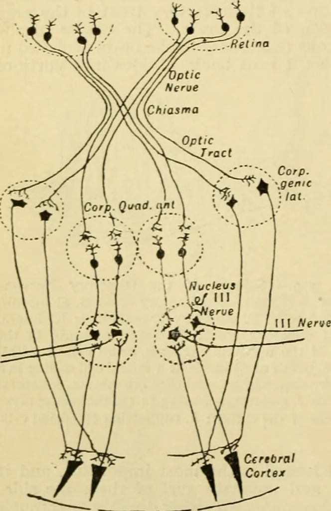 An illustration from A manual of physiology : with practical exercises / by G. N. Stewart ; with coloured plate and 467 other illustrations., 1914, leaf 918