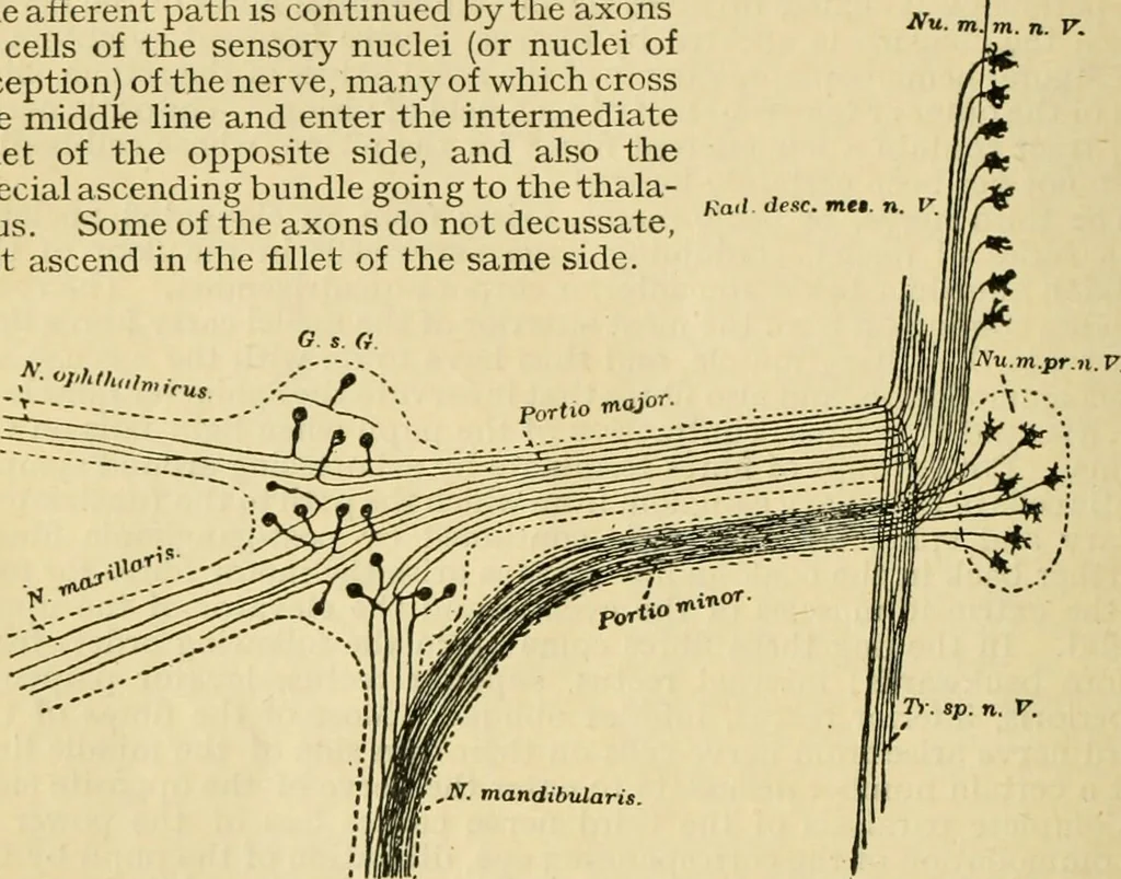 An illustration from A manual of physiology : with practical exercises / by G. N. Stewart ; with coloured plate and 467 other illustrations., 1914, leaf 920