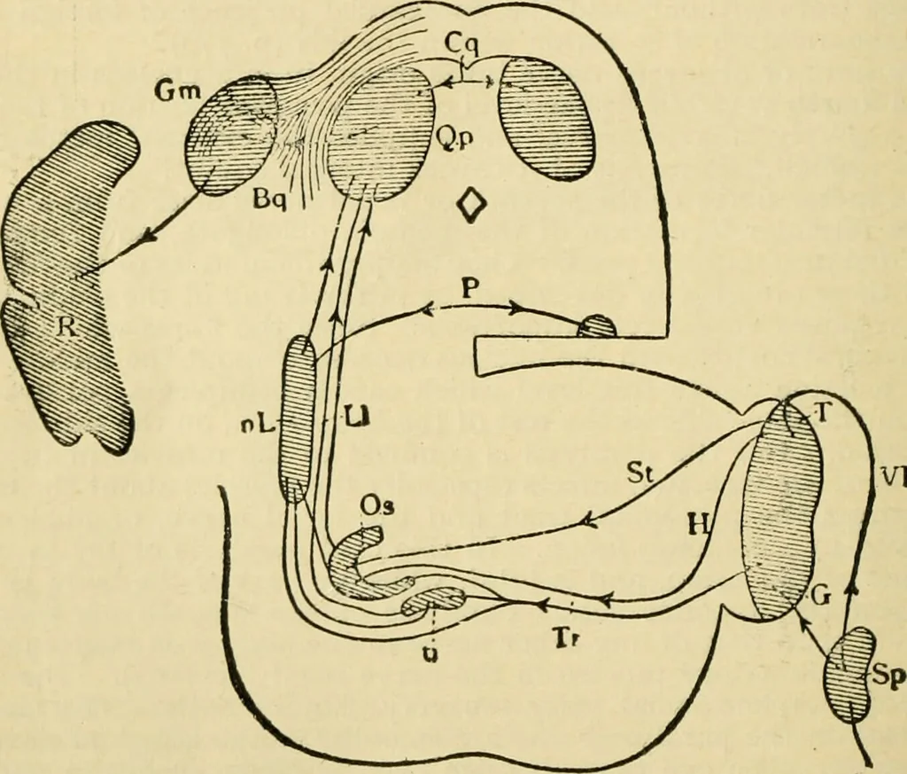 An illustration from A manual of physiology : with practical exercises / by G. N. Stewart ; with coloured plate and 467 other illustrations., 1914, leaf 922