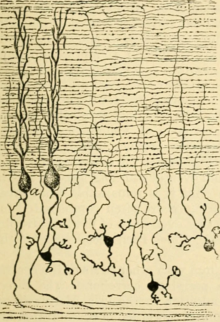 An illustration from A manual of physiology : with practical exercises / by G. N. Stewart ; with coloured plate and 467 other illustrations., 1914, leaf 929