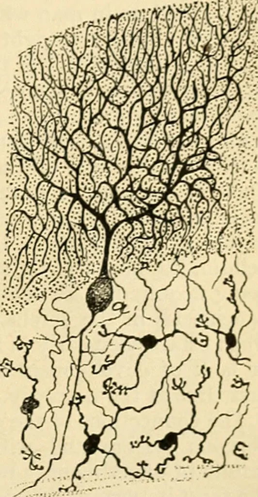 An illustration from A manual of physiology : with practical exercises / by G. N. Stewart ; with coloured plate and 467 other illustrations., 1914, leaf 929