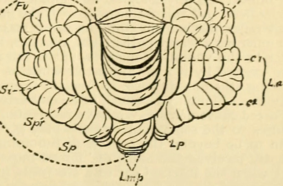 An illustration from A manual of physiology : with practical exercises / by G. N. Stewart ; with coloured plate and 467 other illustrations., 1914, leaf 935