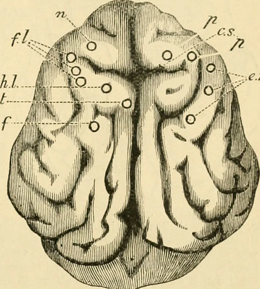 An illustration from A manual of physiology : with practical exercises / by G. N. Stewart ; with coloured plate and 467 other illustrations., 1914, leaf 941