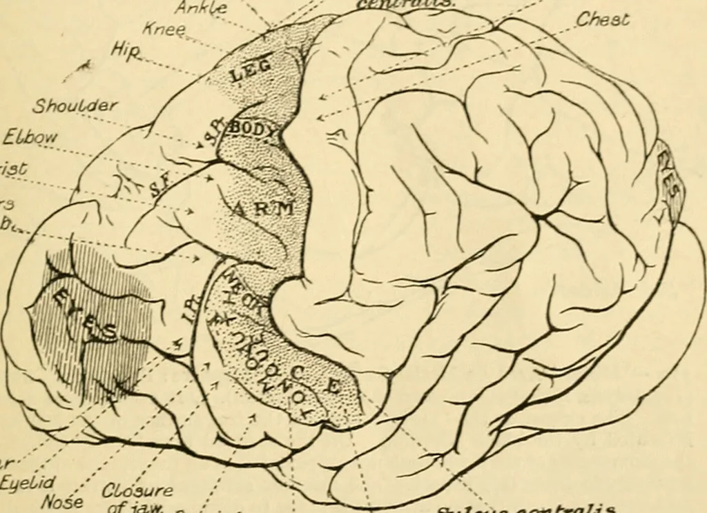 An illustration from A manual of physiology : with practical exercises / by G. N. Stewart ; with coloured plate and 467 other illustrations., 1914, leaf 943