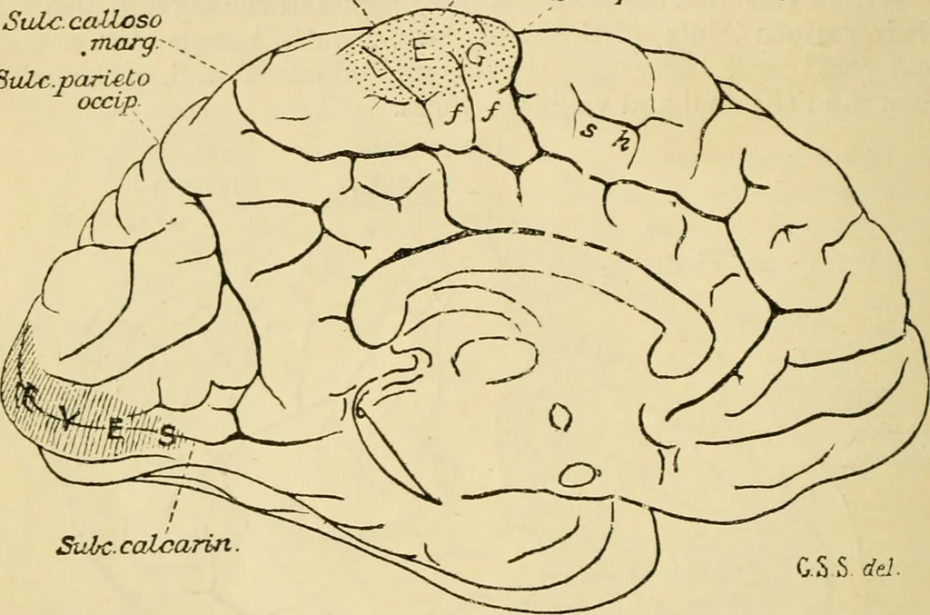 An illustration from A manual of physiology : with practical exercises / by G. N. Stewart ; with coloured plate and 467 other illustrations., 1914, leaf 944