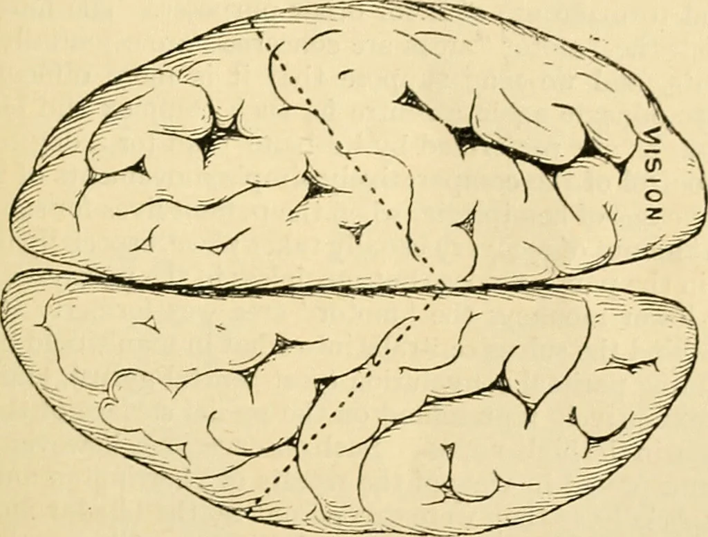 An illustration from A manual of physiology : with practical exercises / by G. N. Stewart ; with coloured plate and 467 other illustrations., 1914, leaf 947