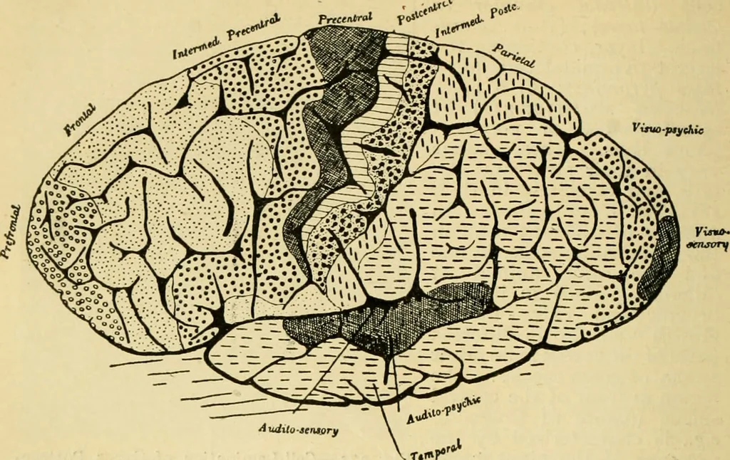 An illustration from A manual of physiology : with practical exercises / by G. N. Stewart ; with coloured plate and 467 other illustrations., 1914, leaf 950