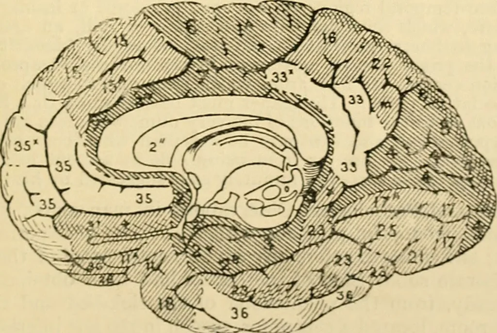 An illustration from A manual of physiology : with practical exercises / by G. N. Stewart ; with coloured plate and 467 other illustrations., 1914, leaf 951