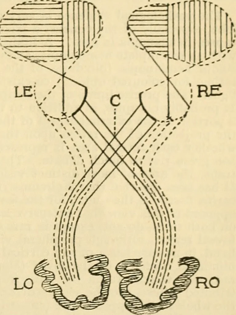 An illustration from A manual of physiology : with practical exercises / by G. N. Stewart ; with coloured plate and 467 other illustrations., 1914, leaf 955