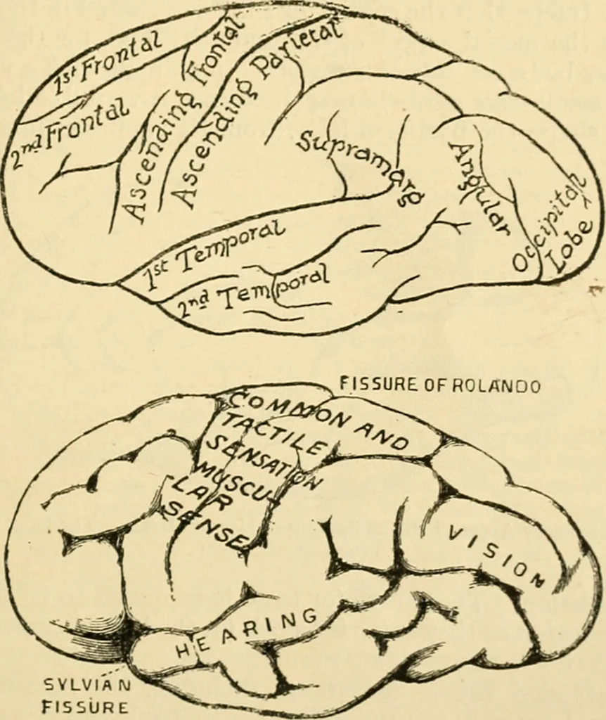An illustration from A manual of physiology : with practical exercises / by G. N. Stewart ; with coloured plate and 467 other illustrations., 1914, leaf 957