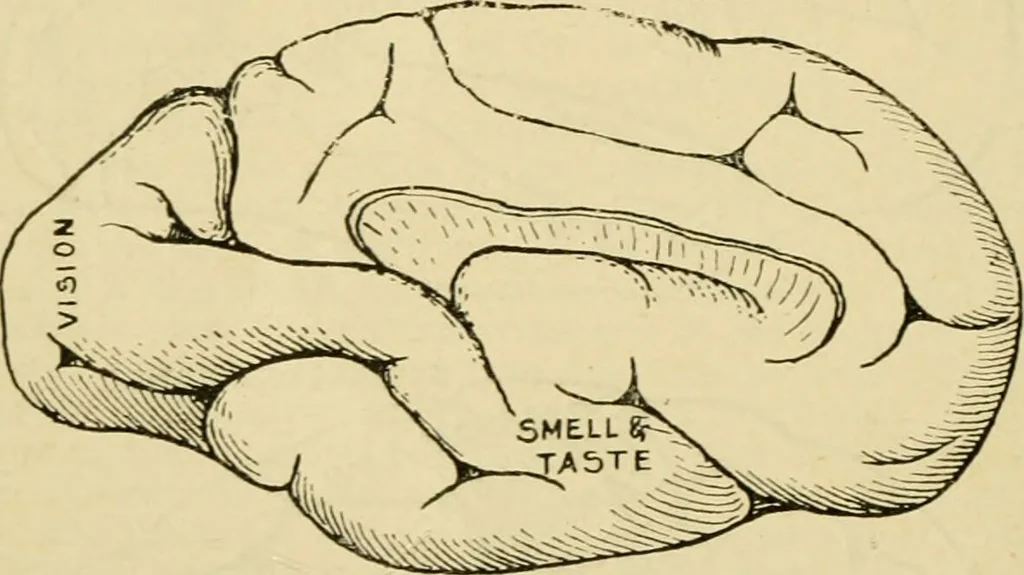 An illustration from A manual of physiology : with practical exercises / by G. N. Stewart ; with coloured plate and 467 other illustrations., 1914, leaf 958