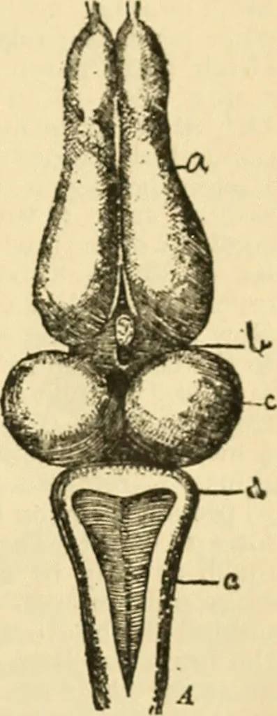 An illustration from A manual of physiology : with practical exercises / by G. N. Stewart ; with coloured plate and 467 other illustrations., 1914, leaf 985