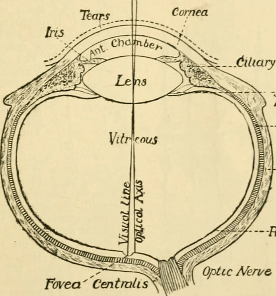 An illustration from A manual of physiology : with practical exercises / by G. N. Stewart ; with coloured plate and 467 other illustrations., 1914, leaf 997