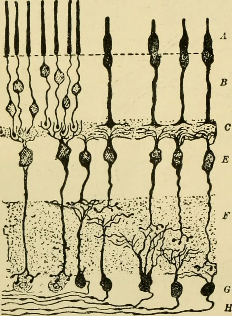 An illustration from A manual of physiology : with practical exercises / by G. N. Stewart ; with coloured plate and 467 other illustrations., 1914, leaf 998