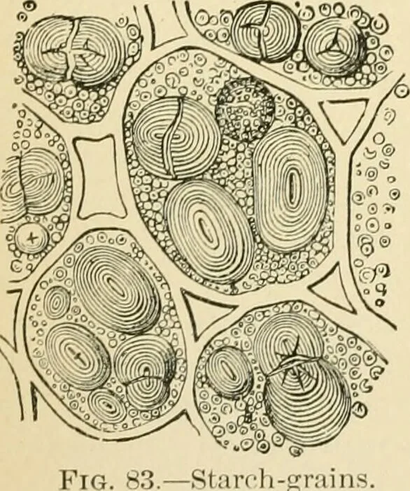An illustration from Human physiology : prepared with special reference to students of medicine / by Joseph Howard Raymond., 1901, leaf 100