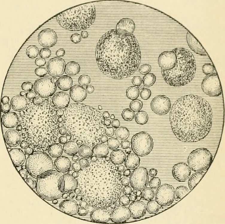 An illustration from Human physiology : prepared with special reference to students of medicine / by Joseph Howard Raymond., 1901, leaf 143