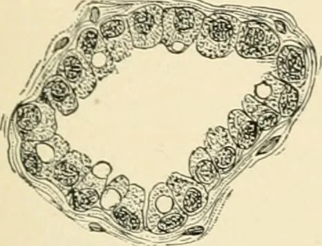 An illustration from Human physiology : prepared with special reference to students of medicine / by Joseph Howard Raymond., 1901, leaf 149