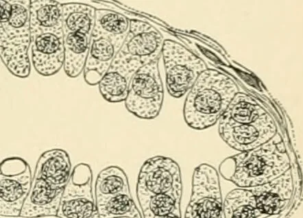 An illustration from Human physiology : prepared with special reference to students of medicine / by Joseph Howard Raymond., 1901, leaf 149