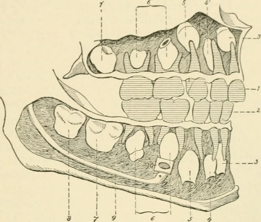 An illustration from Human physiology : prepared with special reference to students of medicine / by Joseph Howard Raymond., 1901, leaf 169