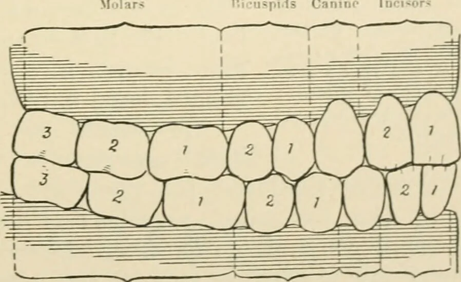 An illustration from Human physiology : prepared with special reference to students of medicine / by Joseph Howard Raymond., 1901, leaf 169