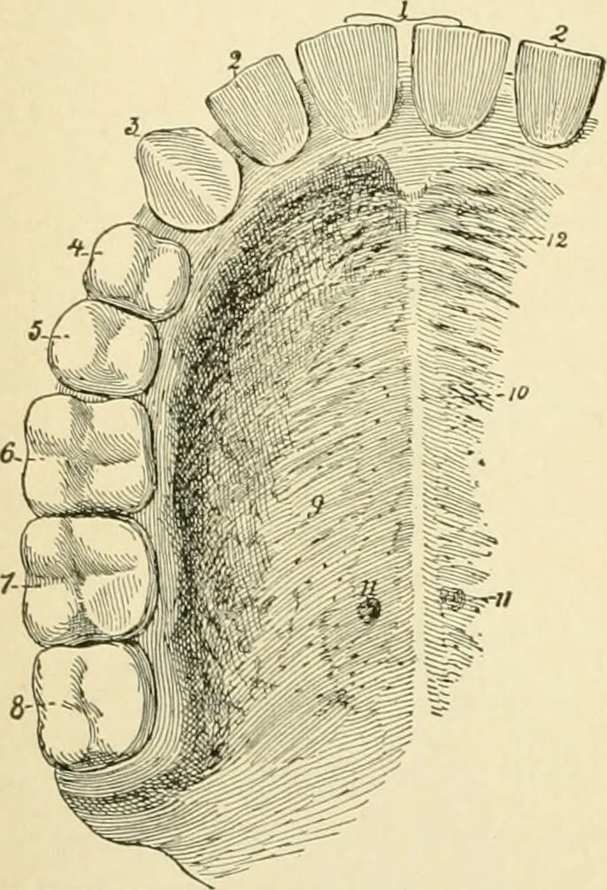 An illustration from Human physiology : prepared with special reference to students of medicine / by Joseph Howard Raymond., 1901, leaf 170