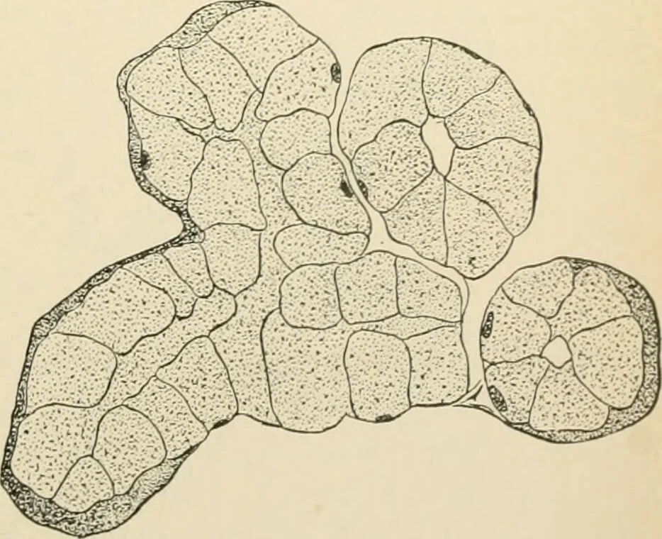 An illustration from Human physiology : prepared with special reference to students of medicine / by Joseph Howard Raymond., 1901, leaf 173