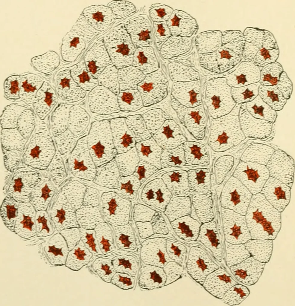 An illustration from Human physiology : prepared with special reference to students of medicine / by Joseph Howard Raymond., 1901, leaf 174