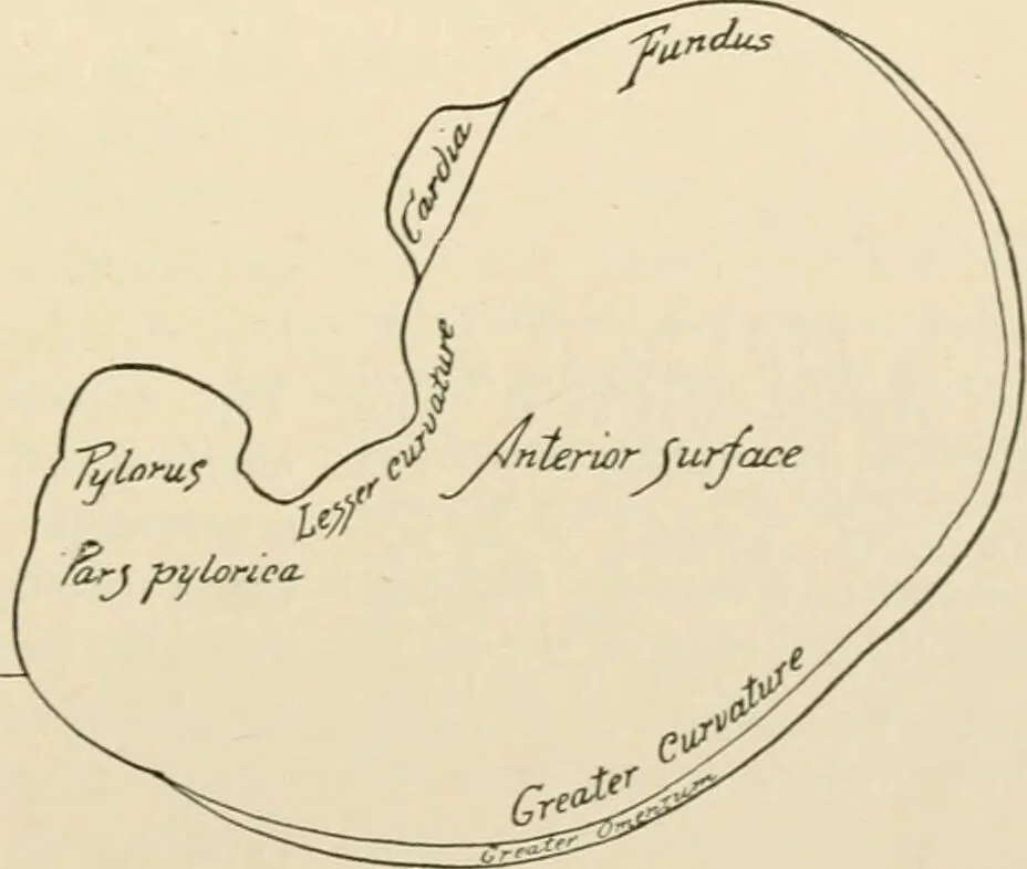 An illustration from Human physiology : prepared with special reference to students of medicine / by Joseph Howard Raymond., 1901, leaf 189