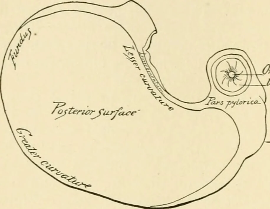 An illustration from Human physiology : prepared with special reference to students of medicine / by Joseph Howard Raymond., 1901, leaf 190