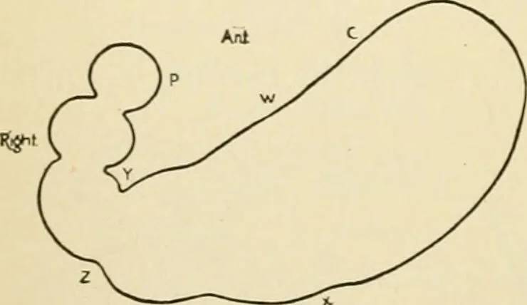 An illustration from Human physiology : prepared with special reference to students of medicine / by Joseph Howard Raymond., 1901, leaf 190