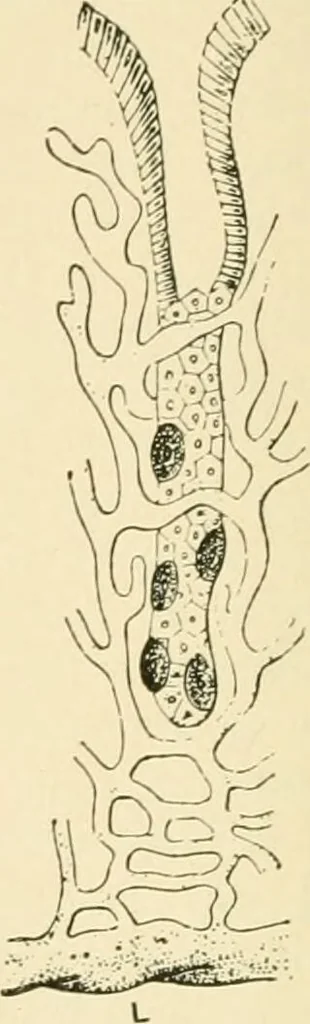 An illustration from Human physiology : prepared with special reference to students of medicine / by Joseph Howard Raymond., 1901, leaf 192