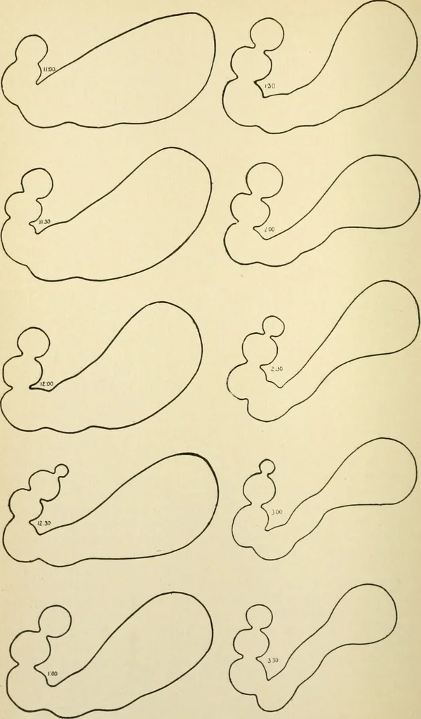 An illustration from Human physiology : prepared with special reference to students of medicine / by Joseph Howard Raymond., 1901, leaf 200