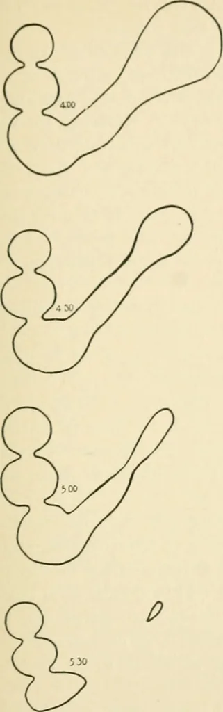 An illustration from Human physiology : prepared with special reference to students of medicine / by Joseph Howard Raymond., 1901, leaf 201