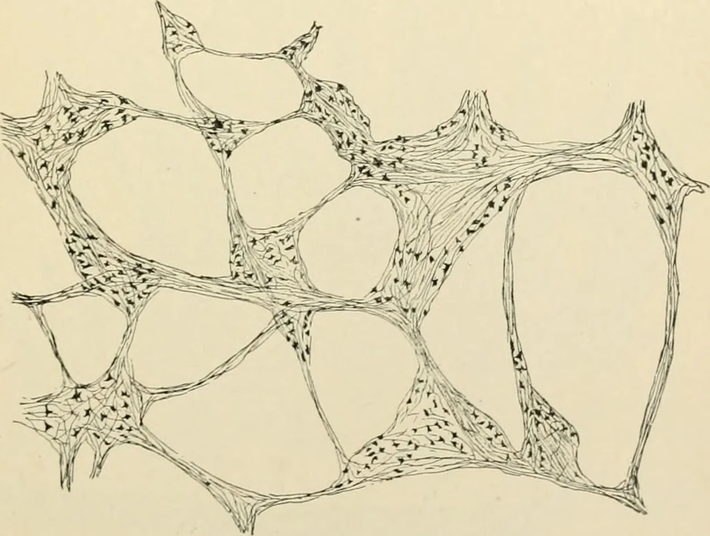 An illustration from Human physiology : prepared with special reference to students of medicine / by Joseph Howard Raymond., 1901, leaf 219
