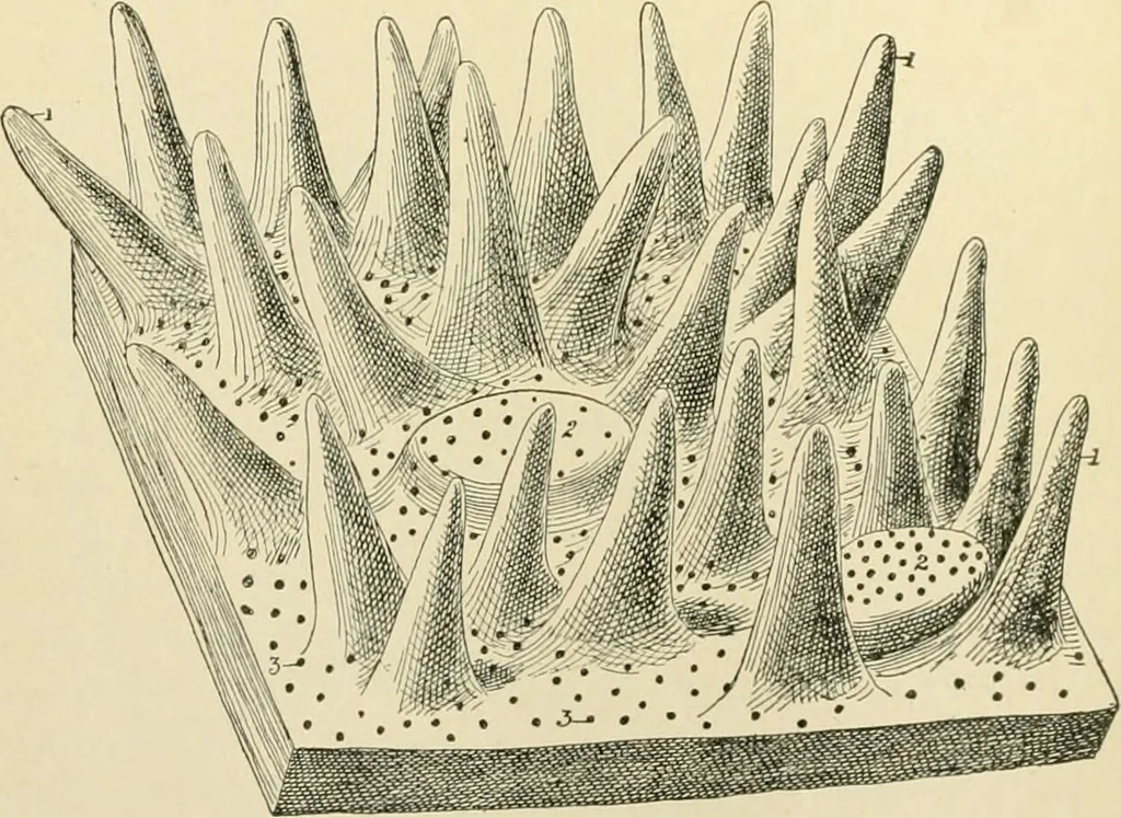 An illustration from Human physiology : prepared with special reference to students of medicine / by Joseph Howard Raymond., 1901, leaf 220