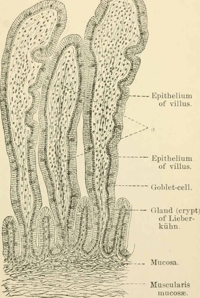 An illustration from Human physiology : prepared with special reference to students of medicine / by Joseph Howard Raymond., 1901, leaf 221
