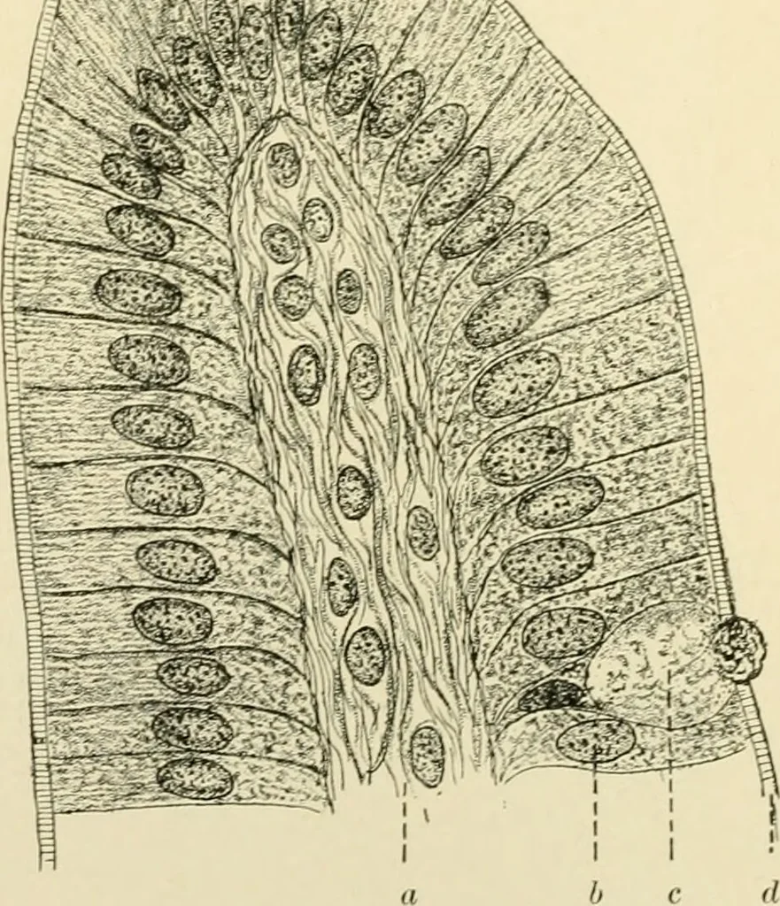 An illustration from Human physiology : prepared with special reference to students of medicine / by Joseph Howard Raymond., 1901, leaf 222