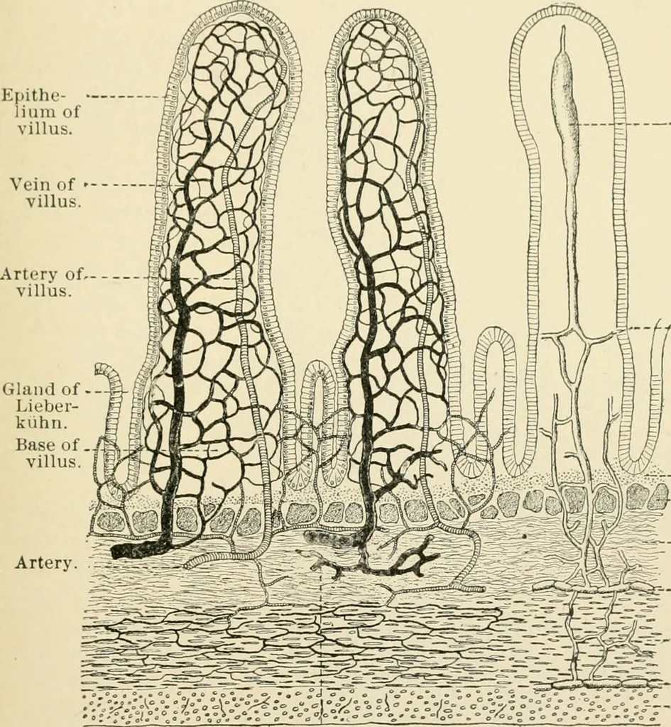 An illustration from Human physiology : prepared with special reference to students of medicine / by Joseph Howard Raymond., 1901, leaf 223