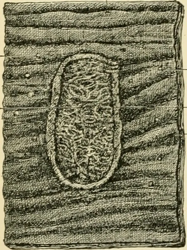 An illustration from Human physiology : prepared with special reference to students of medicine / by Joseph Howard Raymond., 1901, leaf 226