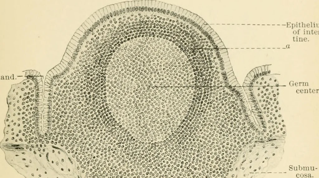 An illustration from Human physiology : prepared with special reference to students of medicine / by Joseph Howard Raymond., 1901, leaf 227