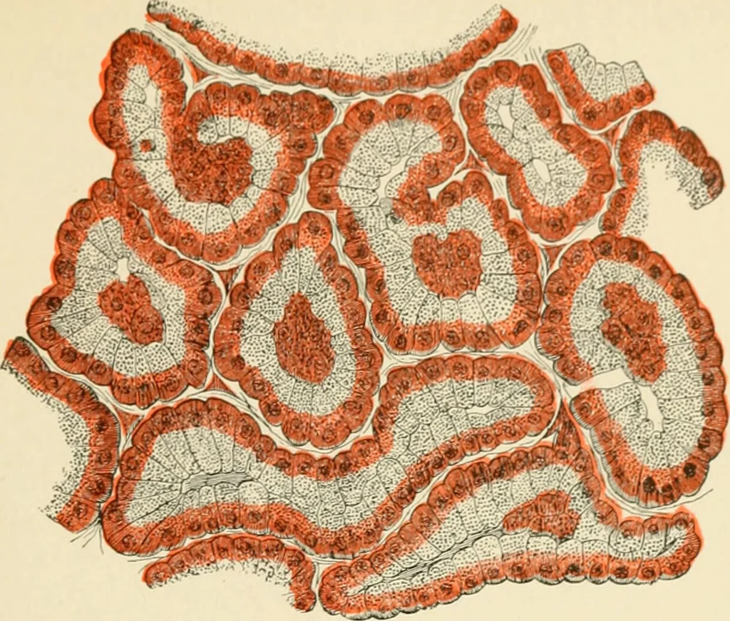 An illustration from Human physiology : prepared with special reference to students of medicine / by Joseph Howard Raymond., 1901, leaf 229