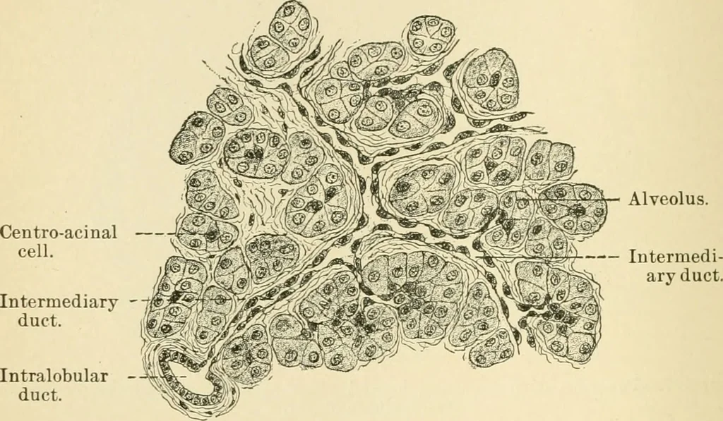 An illustration from Human physiology : prepared with special reference to students of medicine / by Joseph Howard Raymond., 1901, leaf 230