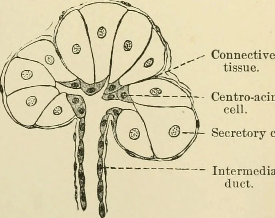An illustration from Human physiology : prepared with special reference to students of medicine / by Joseph Howard Raymond., 1901, leaf 230