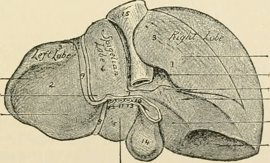 An illustration from Human physiology : prepared with special reference to students of medicine / by Joseph Howard Raymond., 1901, leaf 237