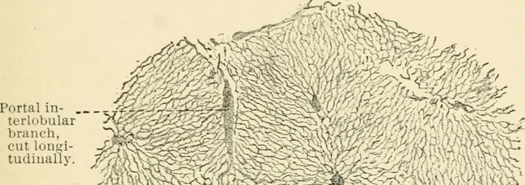An illustration from Human physiology : prepared with special reference to students of medicine / by Joseph Howard Raymond., 1901, leaf 239
