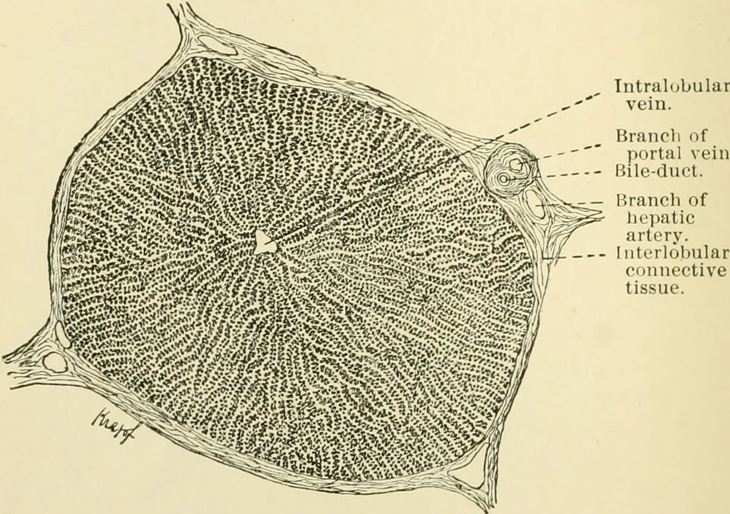 An illustration from Human physiology : prepared with special reference to students of medicine / by Joseph Howard Raymond., 1901, leaf 240