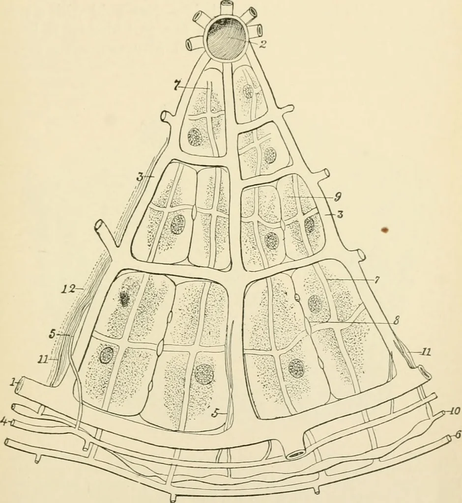 An illustration from Human physiology : prepared with special reference to students of medicine / by Joseph Howard Raymond., 1901, leaf 241