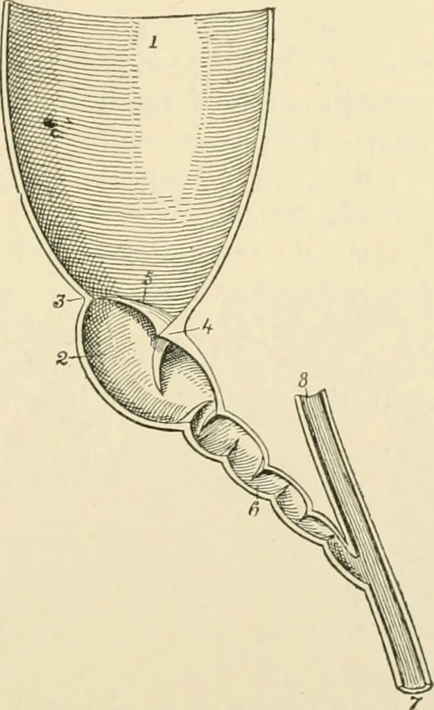 An illustration from Human physiology : prepared with special reference to students of medicine / by Joseph Howard Raymond., 1901, leaf 243
