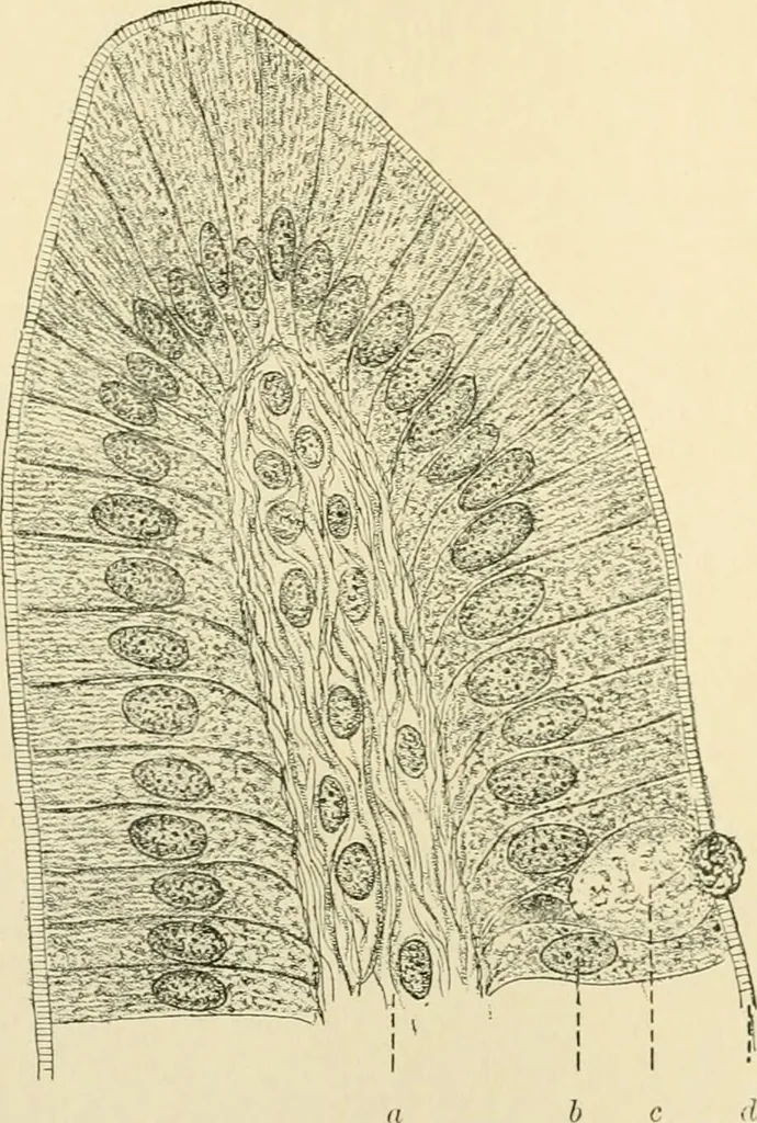 An illustration from Human physiology : prepared with special reference to students of medicine / by Joseph Howard Raymond., 1901, leaf 258