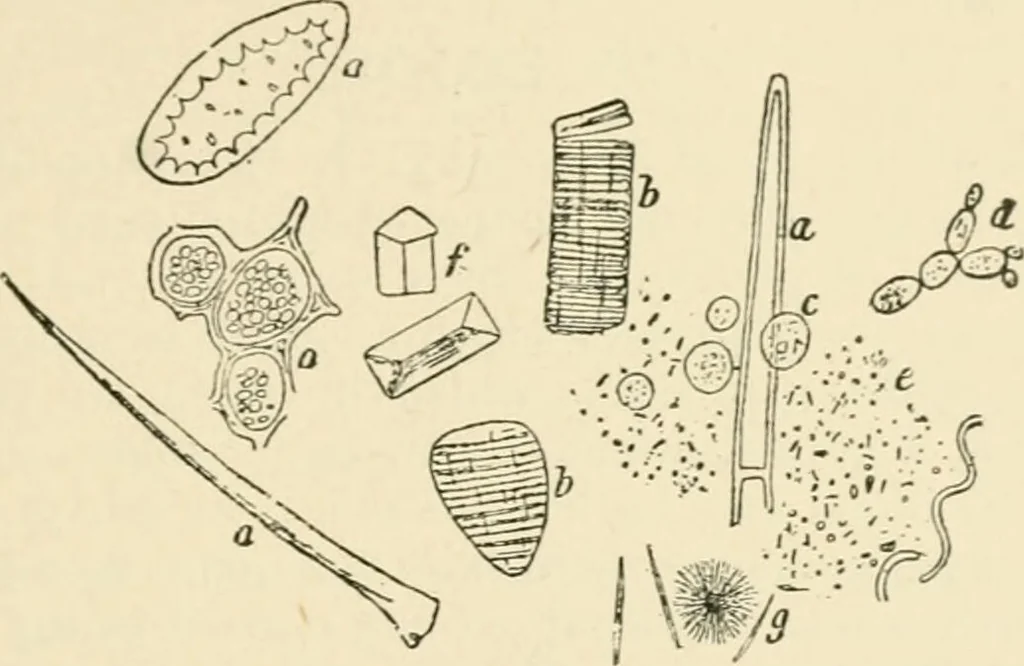 An illustration from Human physiology : prepared with special reference to students of medicine / by Joseph Howard Raymond., 1901, leaf 263